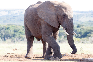 Fototapeta na wymiar Close Up - African Bush Elephant