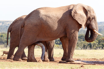 Fototapeta premium The BIG One - African Bush Elephant
