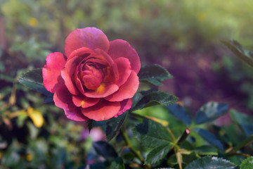 A closed up beautiful orange rose in garden with vintage filtere