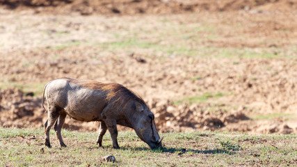 I eat in - Phacochoerus africanus  The common warthog