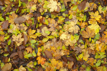 Autumn leaf texture.