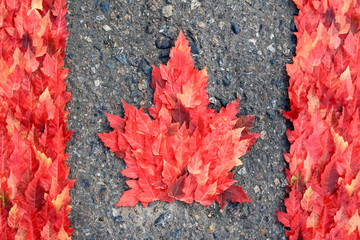 Canadian flag made with real autumn maple tree leaves.