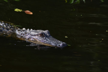 wild aligator in a swamp at New Orleans , LA