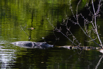 wild aligator in a swamp at New Orleans , LA