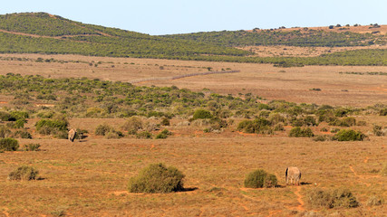 Fototapeta na wymiar Addo Elephant Landscape