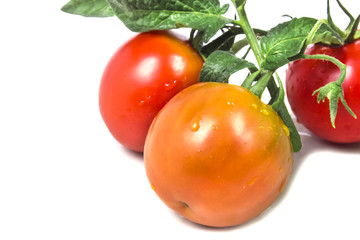 twig with mature ripe juicy tomatoes with drops of dew and green