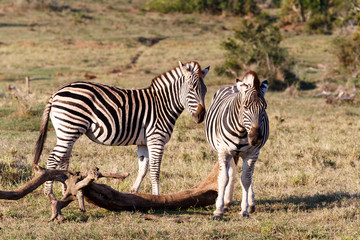 Fototapeta na wymiar It is smelling - Burchell's Zebra