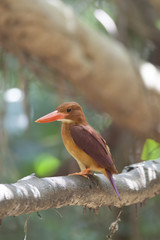 Ruddy kingfisher/ This is very beutiful wild bird photo which was took in Miyako island Okinawa Japan.This bird name is Ruddy kingfisher.