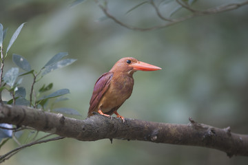 Ruddy kingfisher/ This is very beutiful wild bird photo which was took in Miyako island Okinawa Japan.This bird name is Ruddy kingfisher.