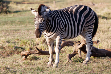 Fototapeta na wymiar Scratching my leg - Burchell's Zebra