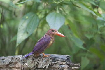 Ruddy kingfisher/ This is very beutiful wild bird photo which was took in Miyako island Okinawa Japan.This bird name is Ruddy kingfisher.