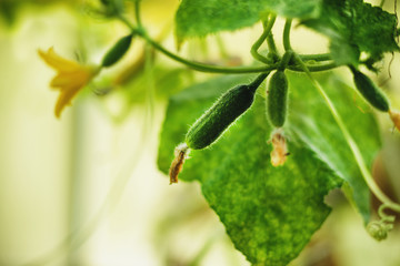 Growing cucumber in the garden