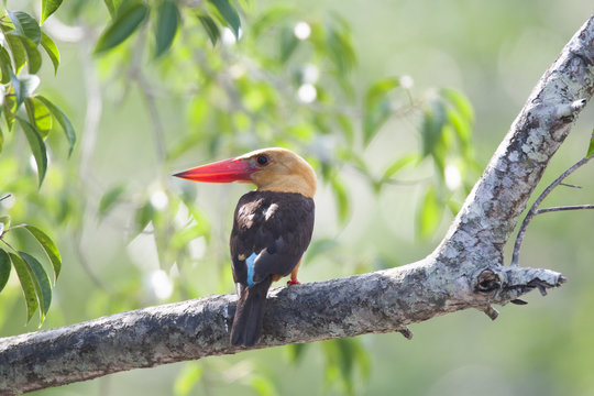 Brown winged Kingfisher/ This is very beutiful wild bird photo which was took in Langkawi Malaysia .This bird name is Brown winged 