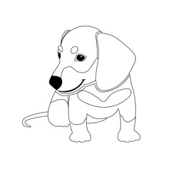 Dachshund puppy vector illustration  coloring book