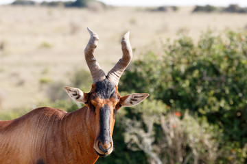 Stare To Look - Red Harte-beest - Alcelaphus buselaphus caama