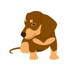 Dachshund puppy vector illustration style Flat