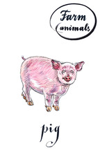 Cheerful young piglet