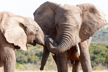 Trunk Play - African Bush Elephant