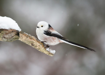  long tailed tit © svenaw