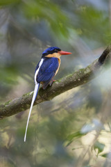 Buff breasted paradise kingfisher/ This is very beutiful wild bird photo which was took in Julatten Queensland Australia.This bird name is Buff breasted paradise kingfisher.