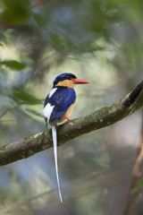 Buff breasted paradise kingfisher/ This is very beutiful wild bird photo which was took in Julatten Queensland Australia.This bird name is Buff breasted paradise kingfisher.
