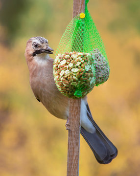Eurasian jay