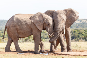 Trunk Twist - African Bush Elephant