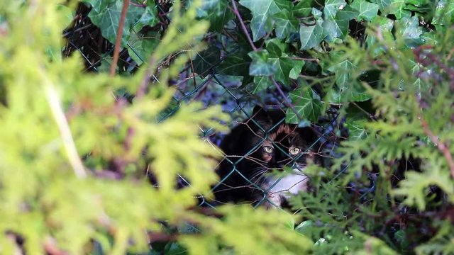 K&auml;tzchen lauert hinter Zaun, hinter Geb&uuml;sch