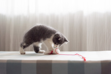 British Shorthair, kitten, shot indoors