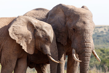 Fototapeta na wymiar Friends - African Bush Elephant
