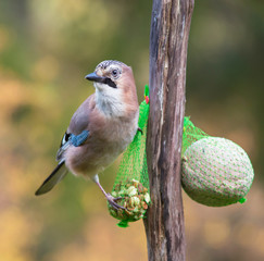 Eurasian jay