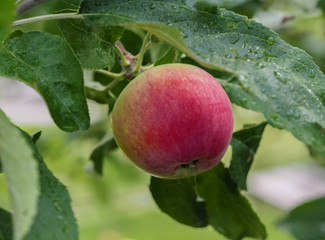
Ripe red and green apple on a branch with leaves in the garden