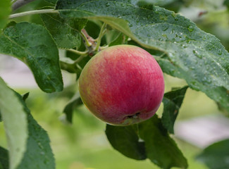 
Ripe red and green apple on a branch with leaves in the garden