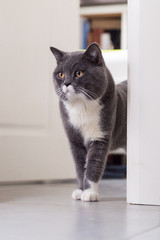 The gray cat, taken indoors