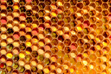 closeup of bees on honeycomb in apiary