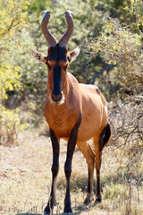 Red Harte-beest - Alcelaphus buselaphus caama