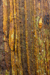 Fototapeta premium striped stone with growths