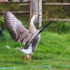 Portrait of a gray goose