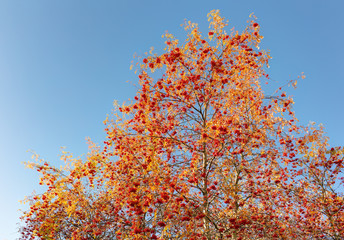 rowan tree in autumn