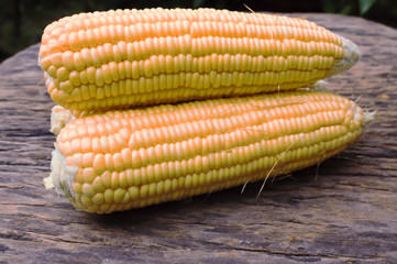 Fresh corn on cobs on rustic wooden table, closeup