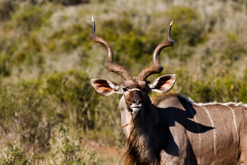 The Boss - Greater Kudu - Tragelaphus strepsiceros