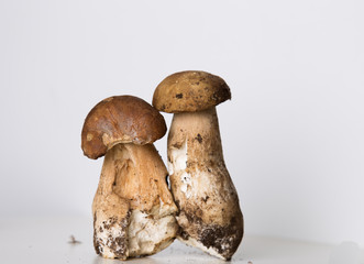 boletus mushrooms on white background