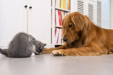 Dogs and cats, taken indoors