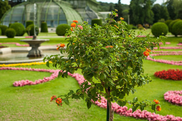 Closeup of tree in greenhouse