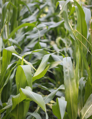 Cornfield