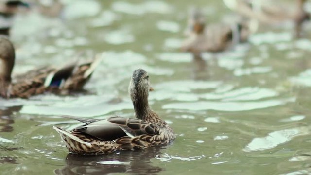 Slowmotion: Brown duck swimming in a pond. Lots of ducks on the water. Tans duck. Bread thrown into the water. Ducks swim to the bread. Ducks fight for bread. Ducks throw bread.