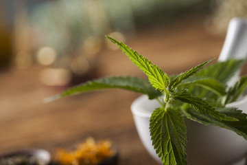 Fresh medicinal, healing herbs on wooden