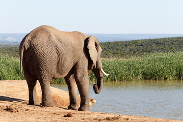 Fototapeta na wymiar By the Water - African Bush Elephant