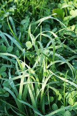 Obraz premium Grass and clover in morning dew in sunlight