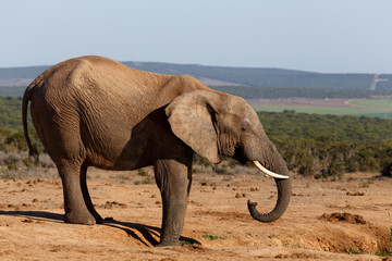 C - African Bush Elephant